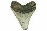 Fossil Megalodon Tooth - North Carolina #378020-2